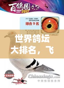 世界鸽坛大排名，飞翔天际的鸽子传奇故事