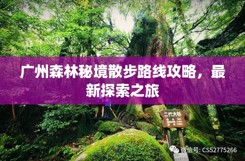 广州森林秘境散步路线攻略，最新探索之旅