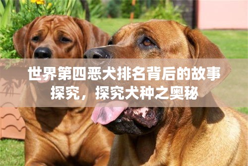 世界第四恶犬排名背后的故事探究，探究犬种之奥秘