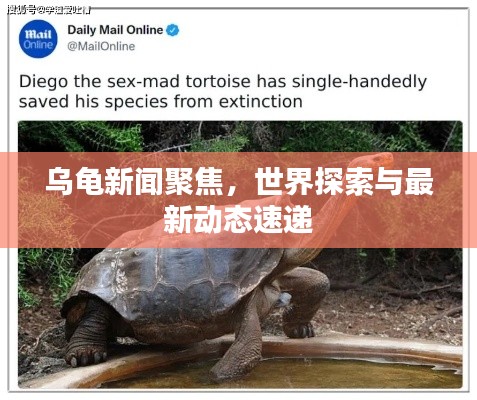 乌龟新闻聚焦，世界探索与最新动态速递