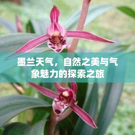 墨兰天气，自然之美与气象魅力的探索之旅