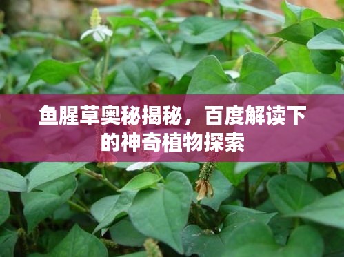 鱼腥草奥秘揭秘，百度解读下的神奇植物探索