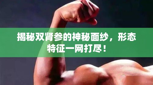 揭秘双肾参的神秘面纱，形态特征一网打尽！