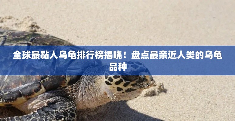 全球最黏人乌龟排行榜揭晓！盘点最亲近人类的乌龟品种