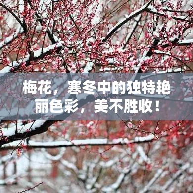 梅花，寒冬中的独特艳丽色彩，美不胜收！
