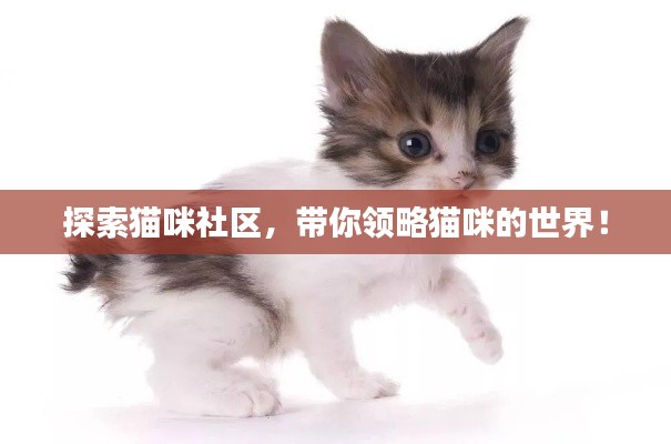 探索猫咪社区，带你领略猫咪的世界！