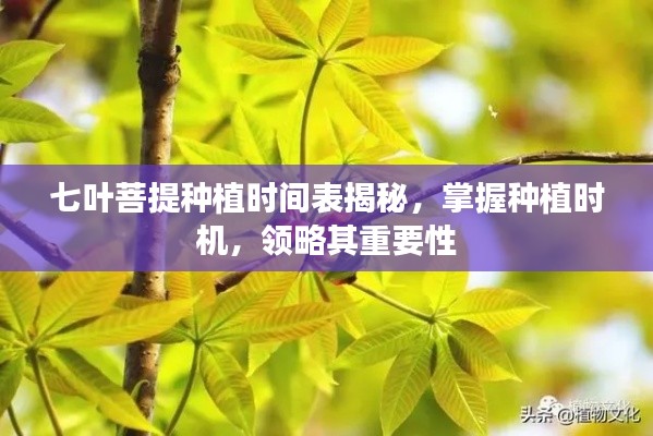 七叶菩提种植时间表揭秘，掌握种植时机，领略其重要性