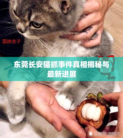东莞长安猫抓事件真相揭秘与最新进展