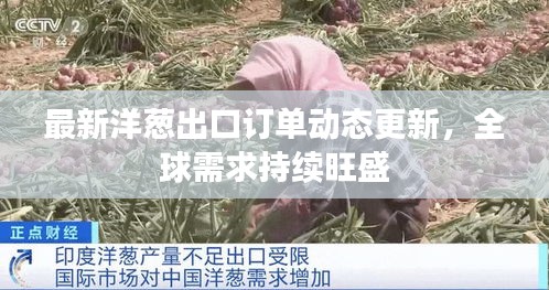 最新洋葱出口订单动态更新，全球需求持续旺盛