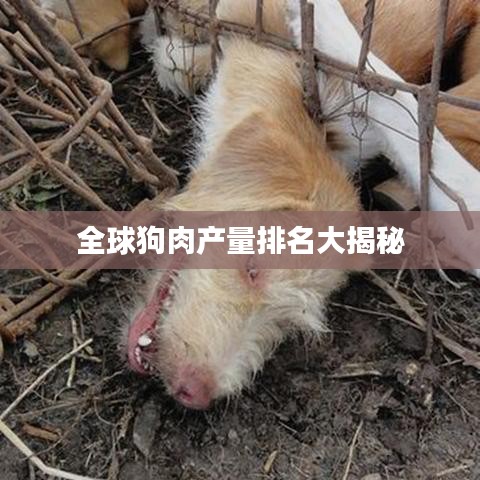 全球狗肉产量排名大揭秘